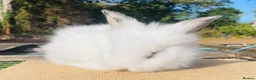Lionhead rabbits for sale: Stunning double maned lionhead rabbits - Advert 13