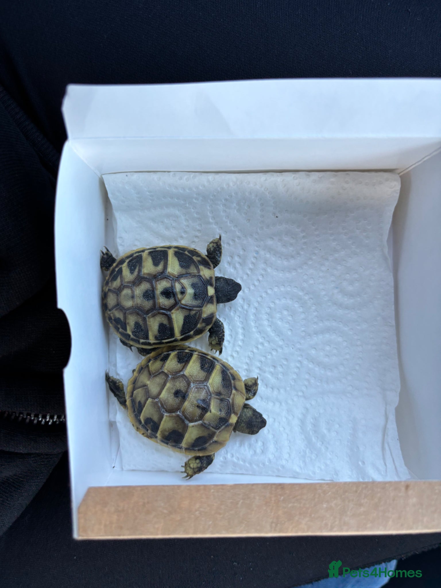 Hermann Tortoise reptiles  Herman Tortoises  - Advert 1