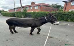 Donkey livestock for sale: 5 year old gelding donkeys  - Image 4