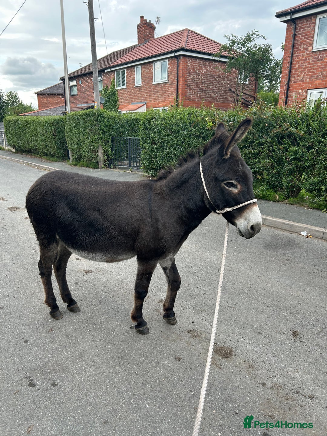Donkey livestock for sale: 5 year old gelding donkeys  - Image 4