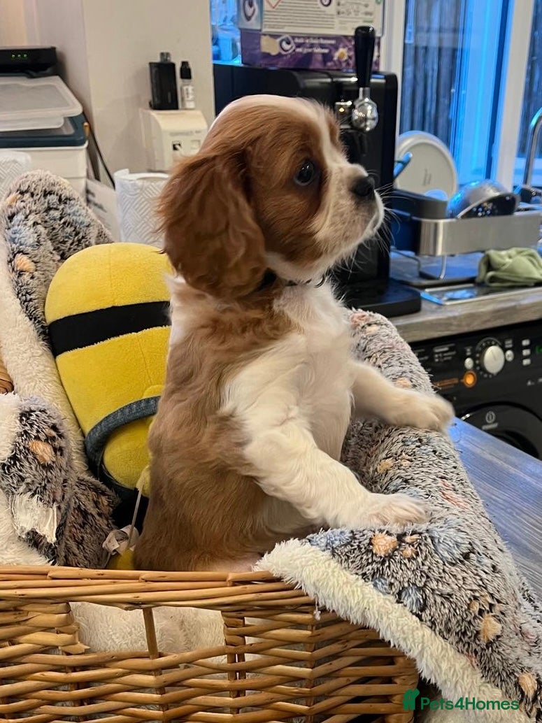 Cavalier King Charles Spaniel dogs Last Cavalier King Charles Spaniels Puppy for sale - Advert 4