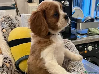 Cavalier King Charles Spaniel dogs Last Cavalier King Charles Spaniels Puppy for sale - Advert 4