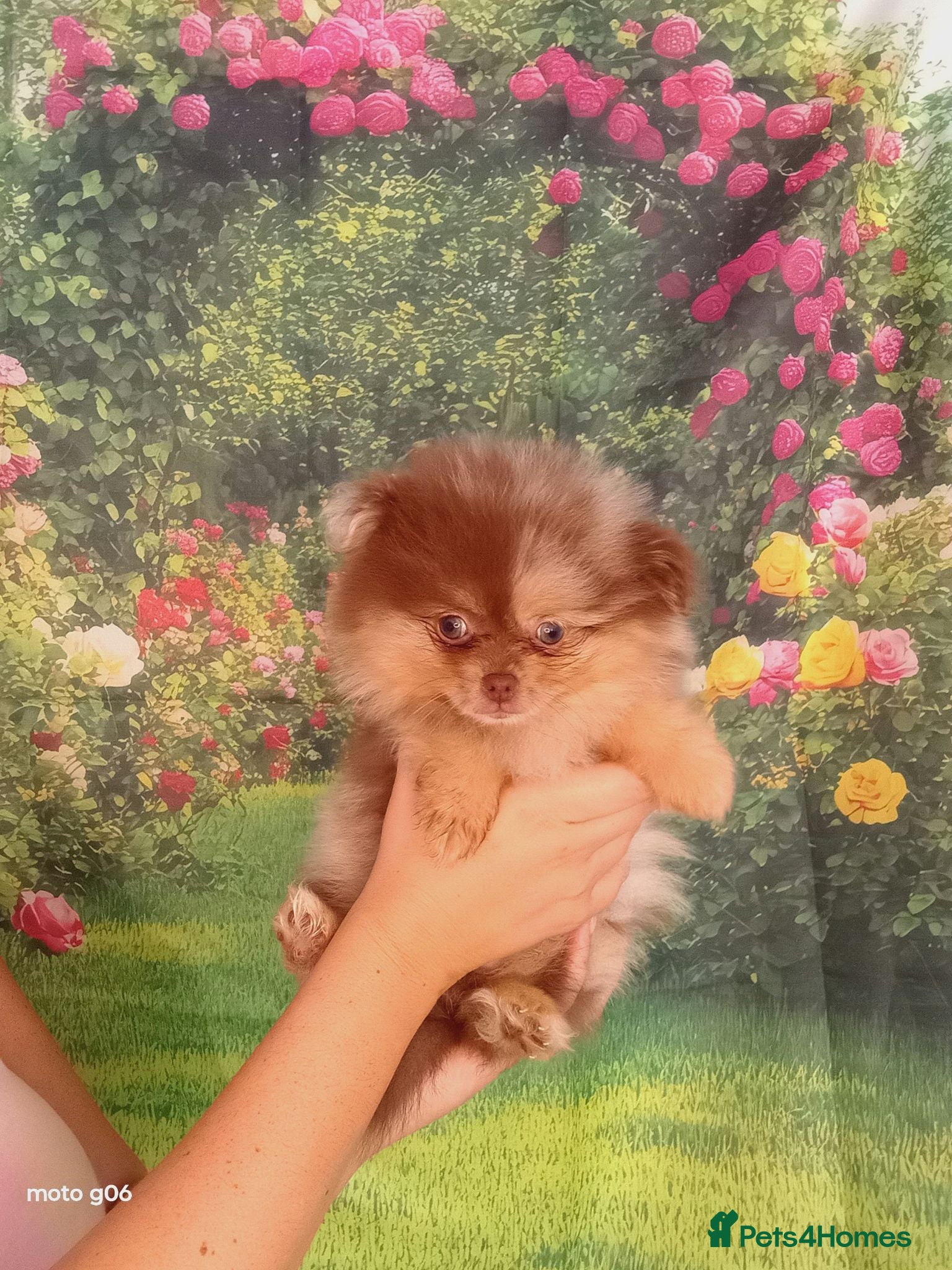 Pomeranian dogs  Pretty Pomeranian Puppies Ready to leave - Advert 7