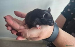 Hamster rodents for sale: Serian hamster. Black, female - Image 2