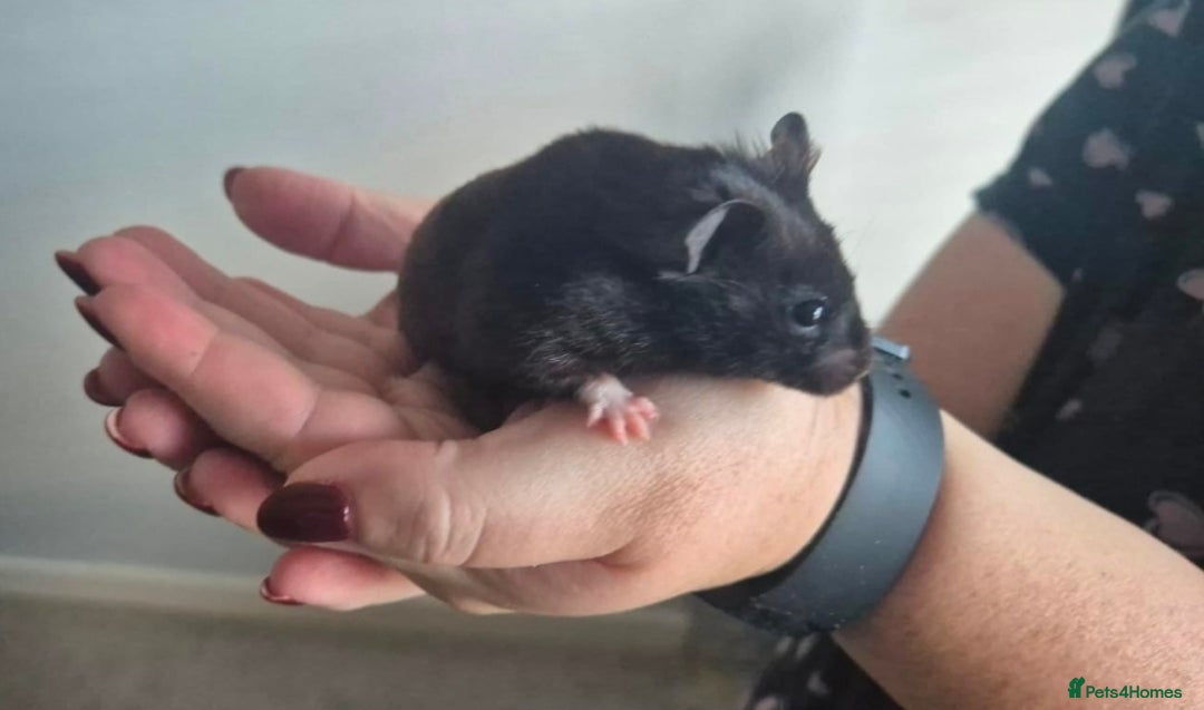 Hamster rodents for sale: Serian hamster. Black, female - Image 2