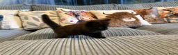 Ragdoll cats for sale: Gorgeous male brown ragdoll cross kitten for sale - Advert 11