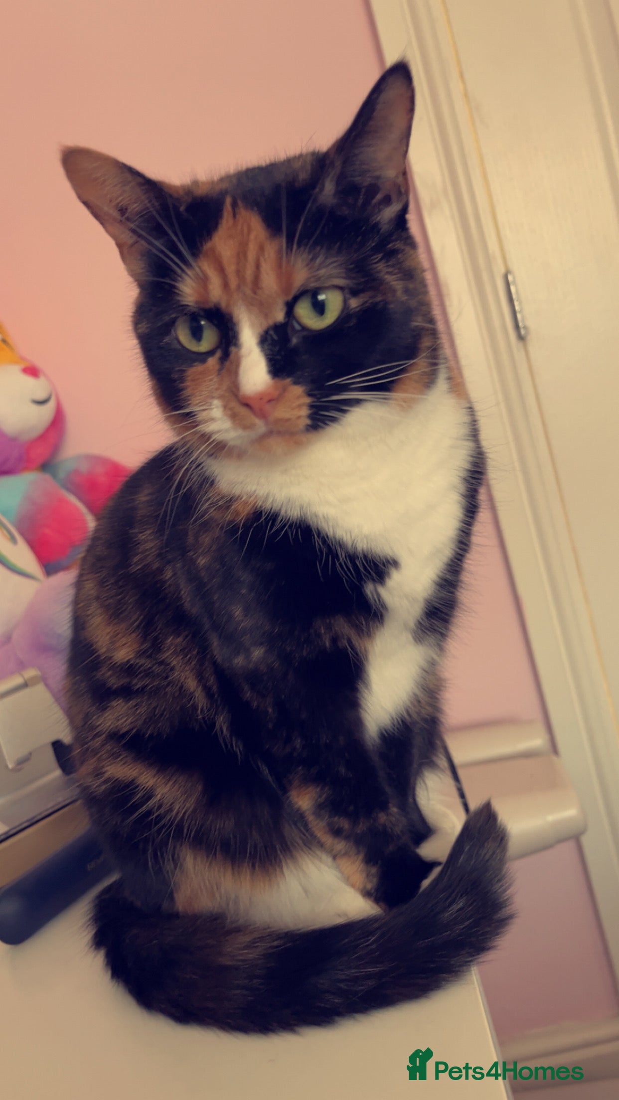 Mixed Breed cats Male/female  - Advert 1