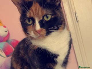 Mixed Breed cats Male/female - Advert 2