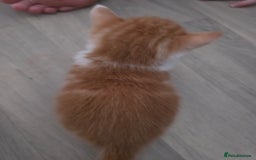 Mixed Breed cats for sale: Kittens - Mixed Breed  - Image 3