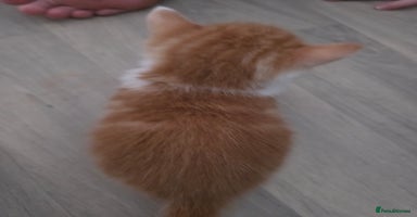 Mixed Breed cats - Advert 10