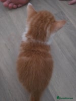 Mixed Breed cats - Advert 10