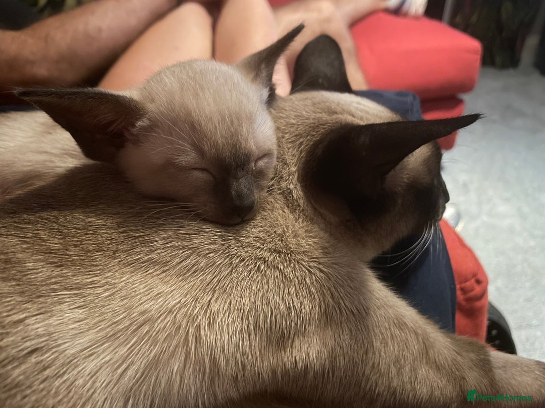 Siamese cats for sale: Seal Point Siamese Kittens  - Image 7