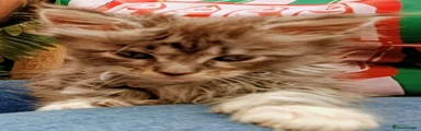 Maine Coon 7 Machia