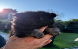 Pomeranian dogs for sale: Pomeranian puppy’s  - Image 3