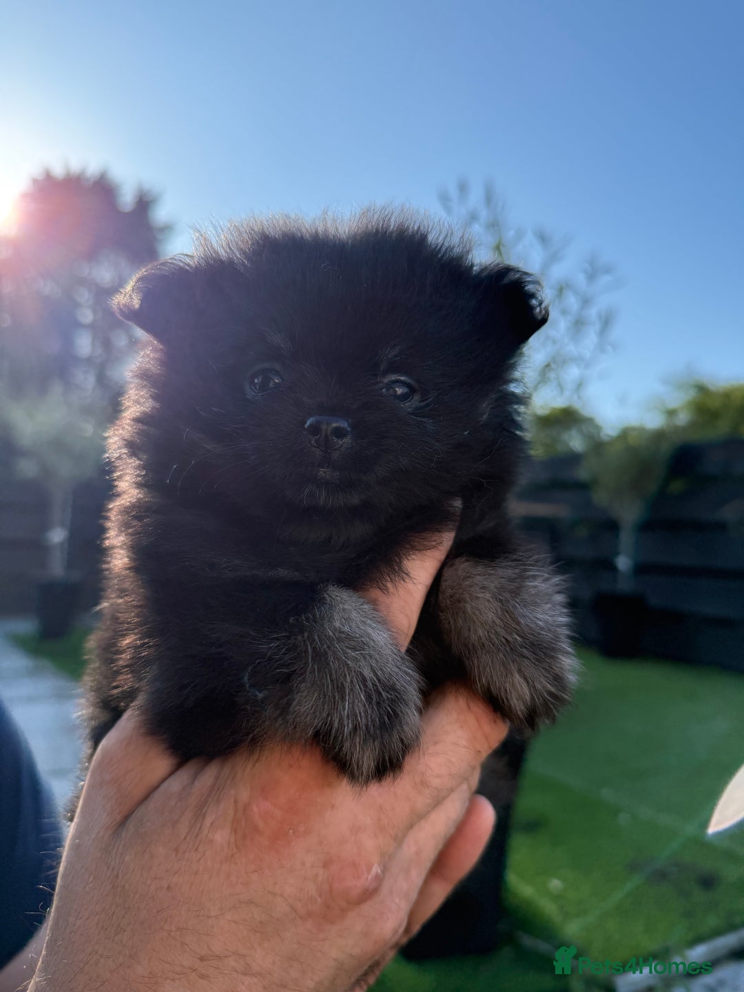 Pomeranian dogs for sale: Pomeranian puppy’s  - Image 3