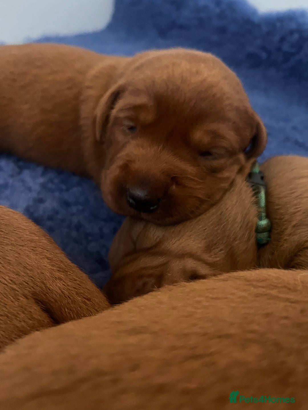 Labrador Retriever dogs for sale: Health tested extremely dark fox red Labradors - Image 6
