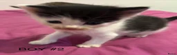 Mixed Breed cats for sale: Beautiful litter of 5 kittens - Advert 6