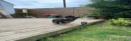 German Shepherd dogs for sale: Outstanding KC Registered German Shepherd Puppies - Advert 5