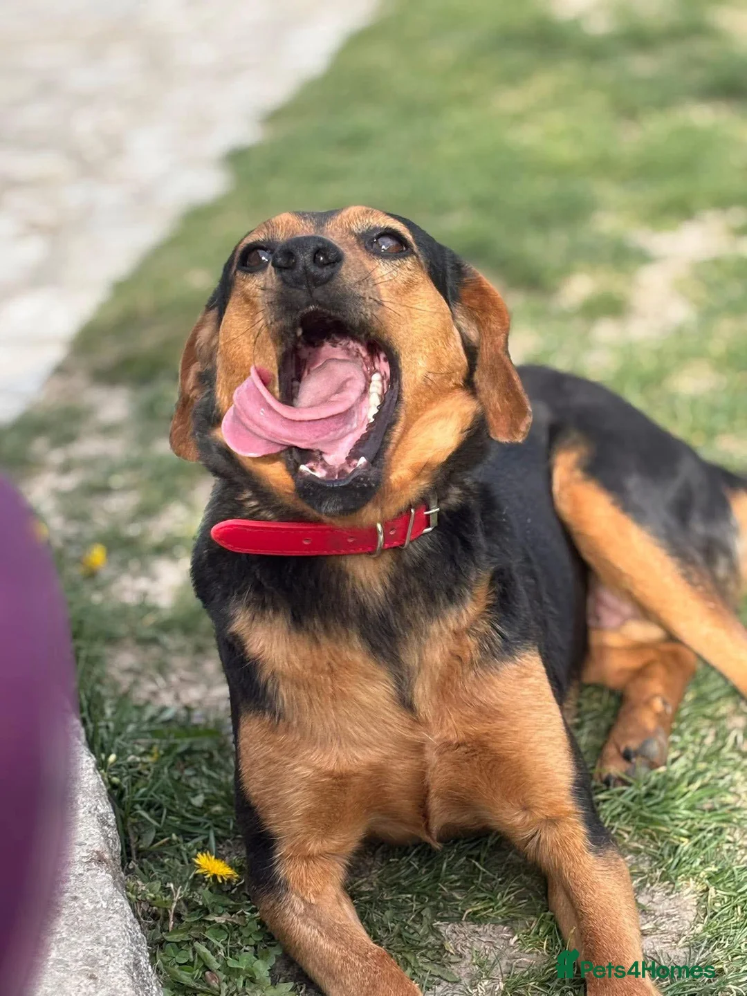 Mixed Breed dogs for adoption: Valentina - Advert 7