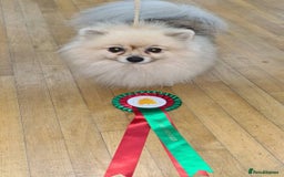 Pomeranian dogs for sale: Cherry needs a forever home - Image 1