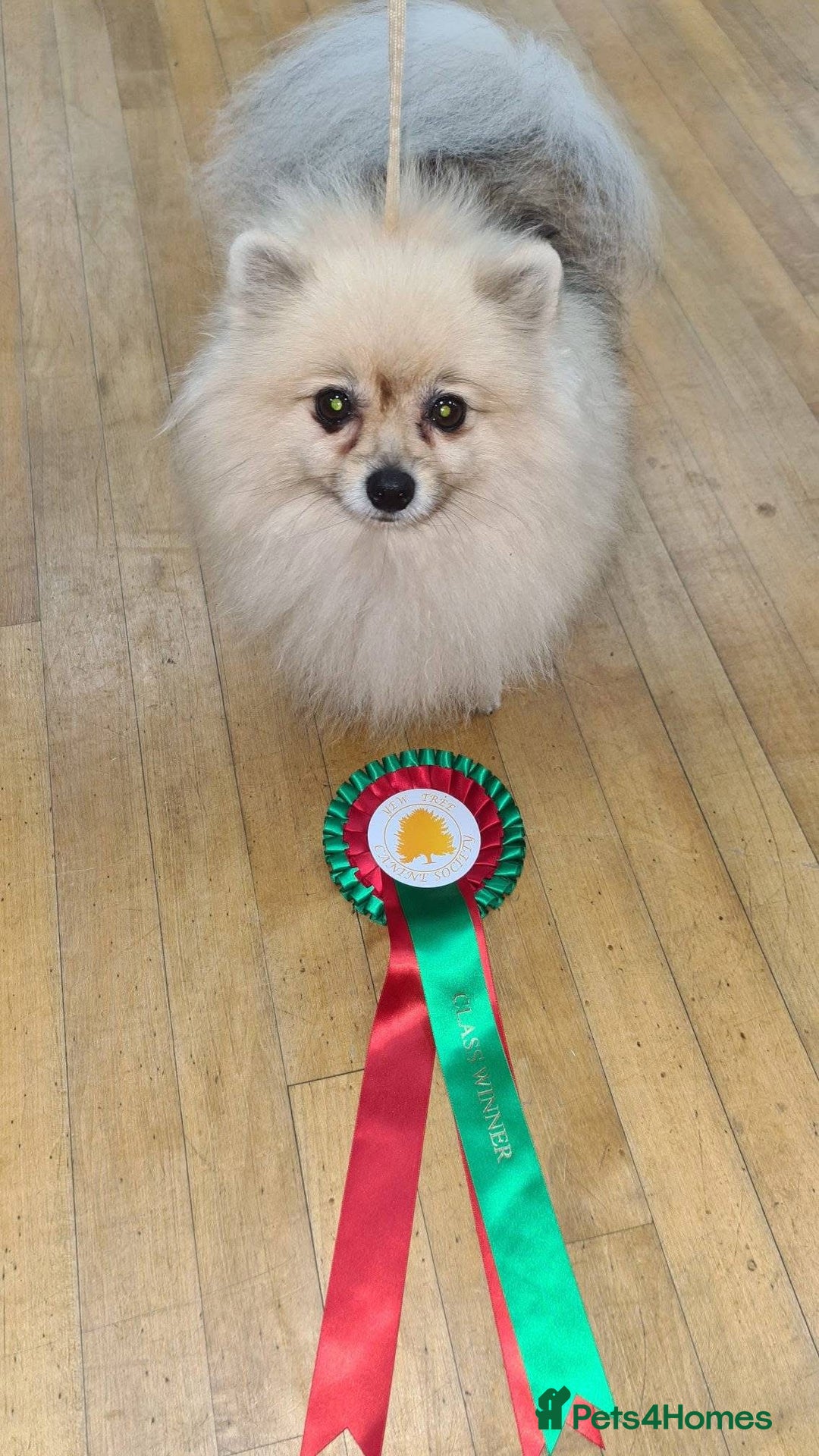 Pomeranian dogs for sale: Cherry needs a forever home - Image 1