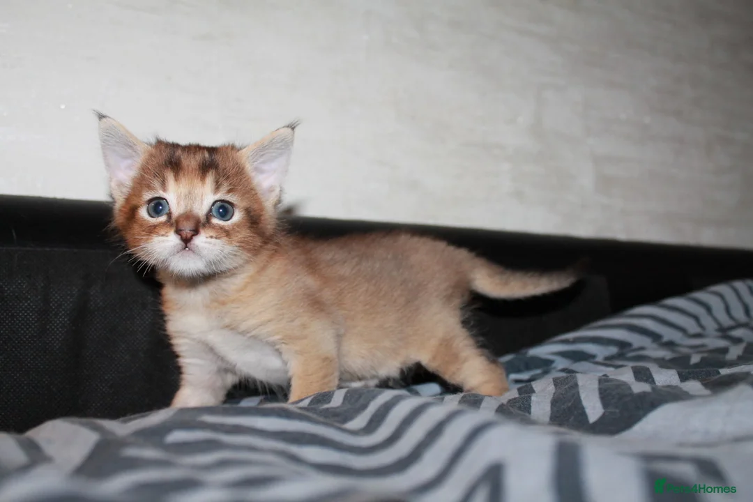 Chausie cats for sale: CHAUSIE  - Advert 2