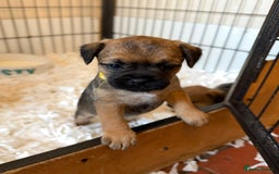 Border Terrier dogs for sale: Beautiful Border Terrier Puppies😍 - Advert 22