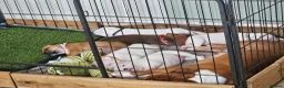 Staffordshire Bull Terrier dogs for sale: KC Registered last white female - Advert 8