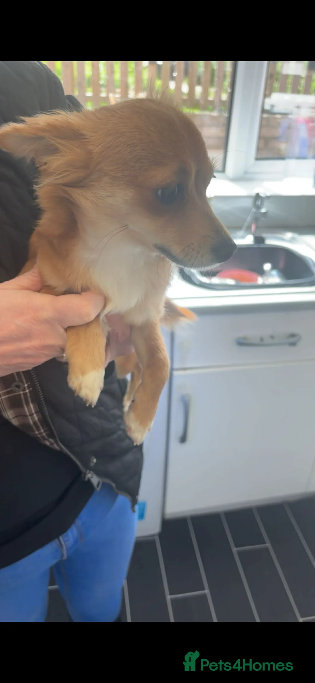 Chihuahua dogs for sale: Chihuahua in Leeds - Advert 3