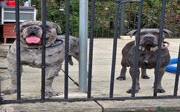 Cane Corso dogs for stud: 🧬MAJESTIC MERLE STUD🧬 - Image 13