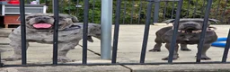 Mixed Breed dogs for stud: Cane corso stud  - Advert 13