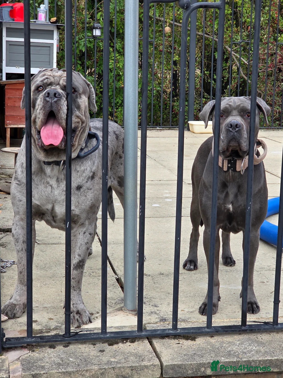 Mixed Breed dogs for stud: Cane corso stud  - Advert 4
