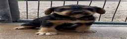 Mixed Breed dogs for sale: Russell x Lakeland pups - Advert 12