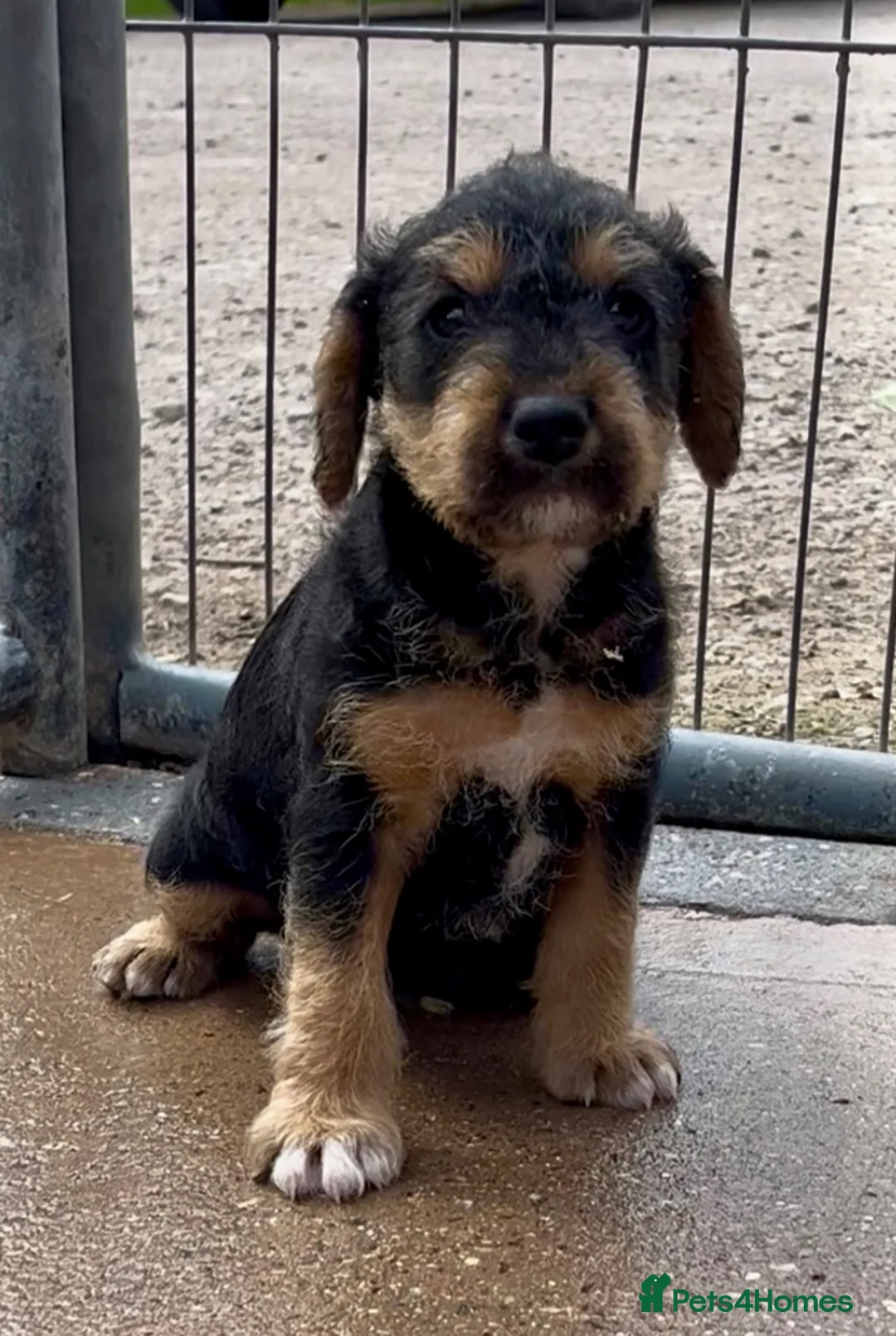 Mixed Breed dogs for sale: Russell x Lakeland pups - Advert 12