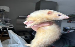 Ferret rodents for sale: 3 jill ferrets  - Image 7