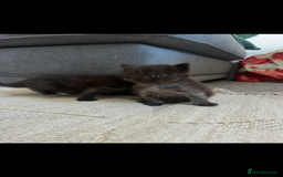 Maine Coon cats for sale: Maine coon x ragdoll kittens - Image 4