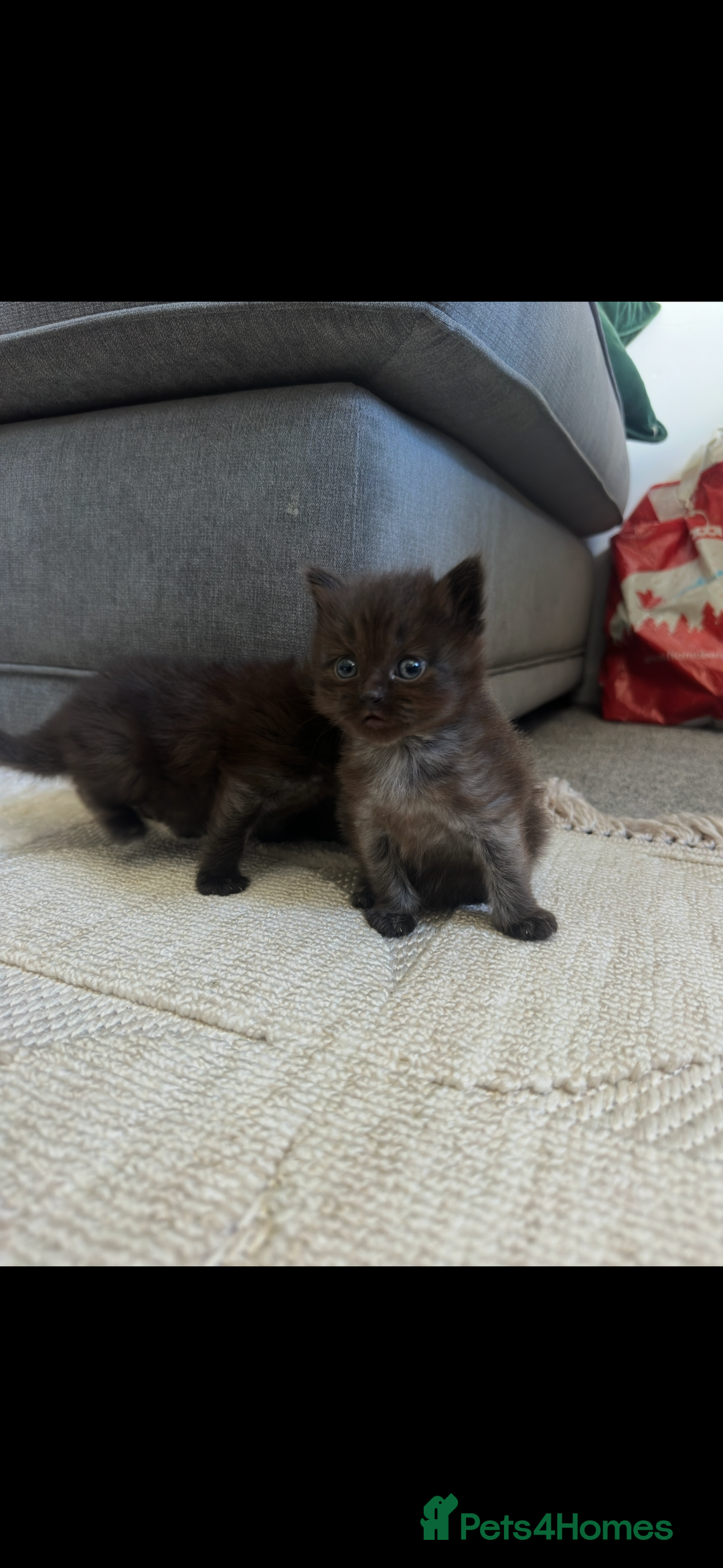 Maine Coon cats for sale: Maine coon x ragdoll kittens - Image 4
