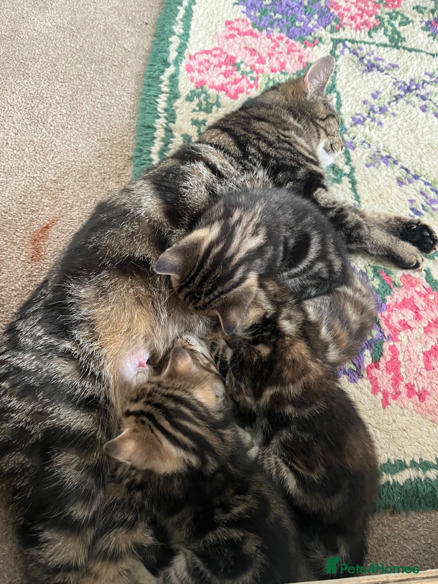 Mixed Breed cats Beautiful Tabby Kittens - Advert 1