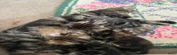 Mixed Breed cats for sale: Beautiful Tabby Kittens - Advert 1
