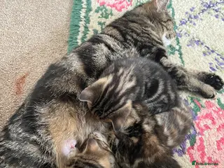 Mixed Breed cats Beautiful Tabby Kittens - Advert 2
