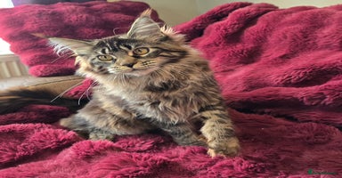 Maine Coon cats in Wakefield - Advert 5