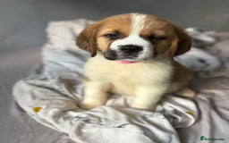 Saint Bernard dogs for sale: Saint bernard female  - Image 2