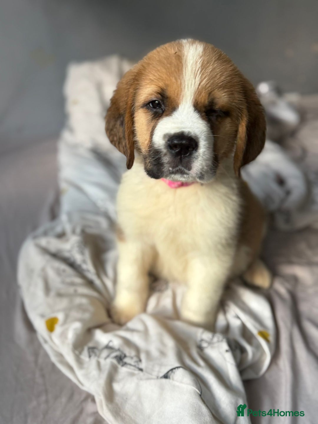 Saint Bernard dogs for sale: Saint bernard female  - Image 2