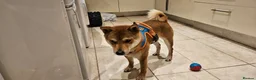 Japanese Shiba Inu dogs for stud: Shiba Inu for stud - Advert 13