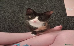 British Shorthair cats for sale: Two female cats - Image 3