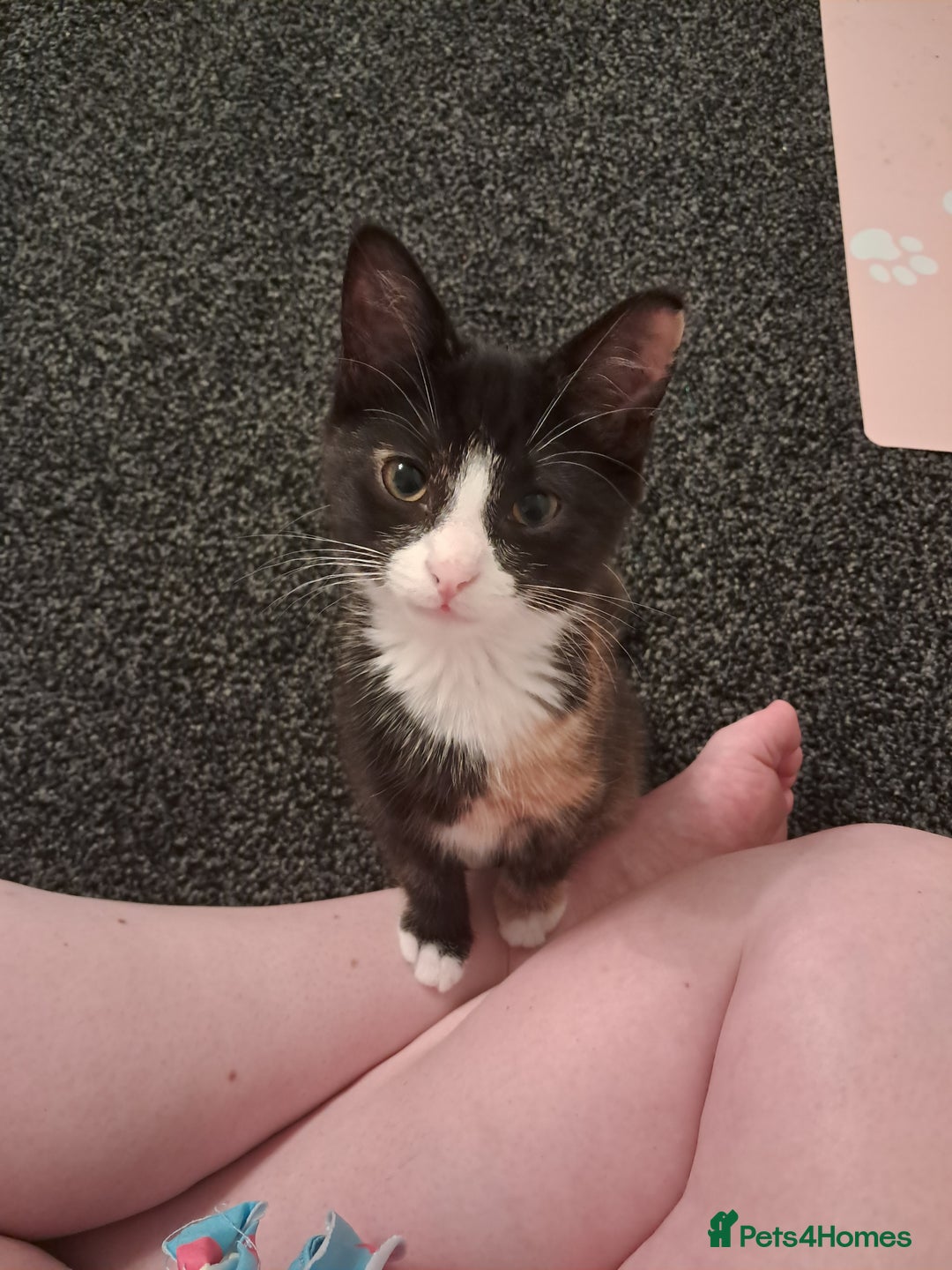 British Shorthair cats for sale: Two female cats - Image 3