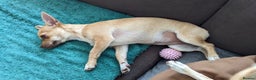 Chihuahua dogs for sale: 💖 3 Beautiful Chihuahua Puppies - Advert 7