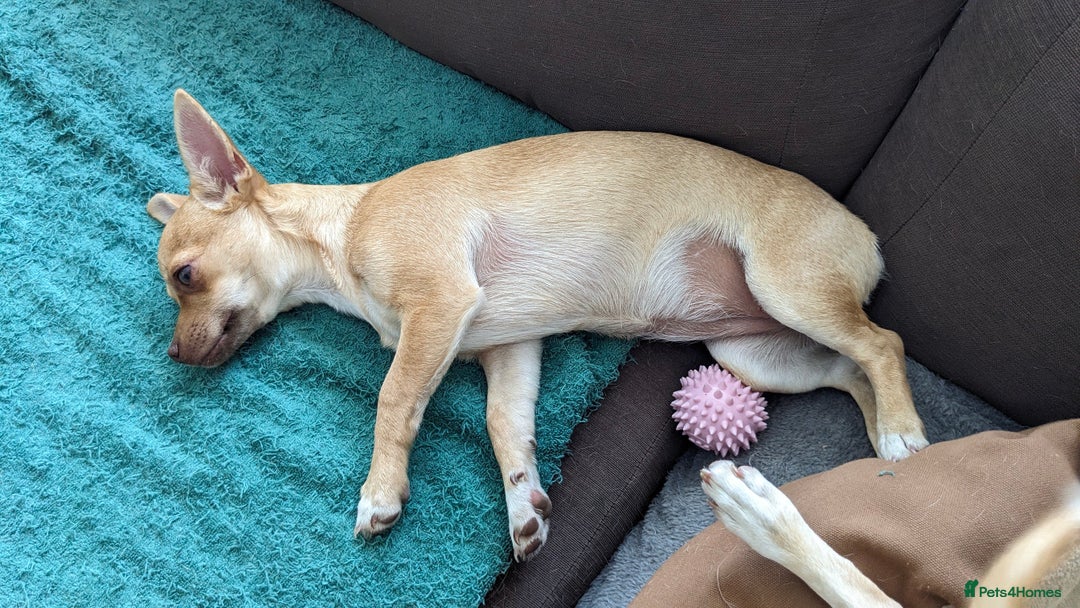 Chihuahua dogs for sale: 💖 3 Beautiful Chihuahua Puppies - Image 7