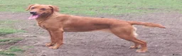 Labrador Retriever dogs for sale: Kc reg fox red labs - Advert 19