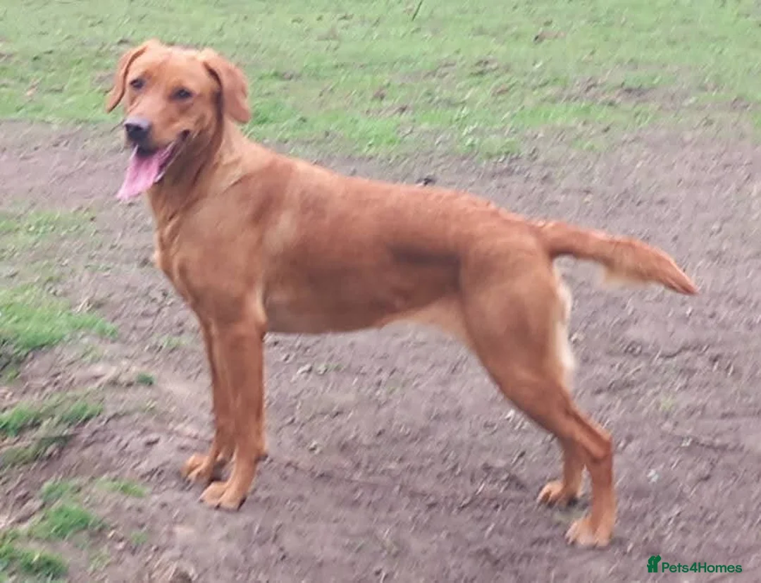 Labrador Retriever dogs for sale: Kc reg fox red labs - Advert 19